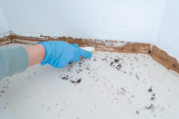 Flea Control Services in St Joseph, MI